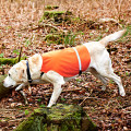Оранжевый ПВХ безопасность защита светоотражающий собака жилет